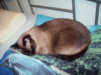 Pancho Bild von Pancho