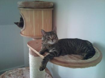 Goli Bild von Goli