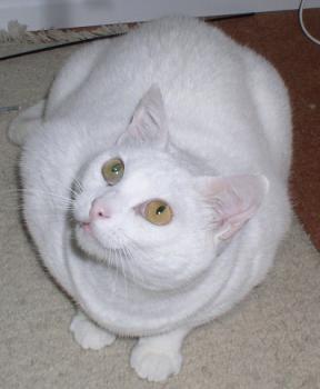 Diva Bild von Diva