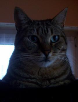 Pomela Bild von Pomela