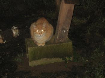 Bild von Candy Boy