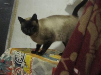 Ohne Namen 5415 Bild von Shiva