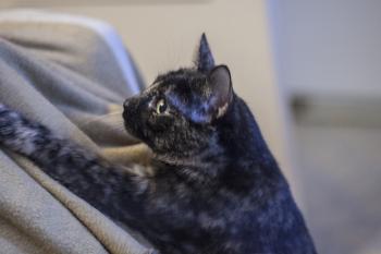 Fifi Bild von Fifi