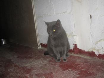 Willy Bild von Willy