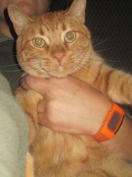Dipsy Bild von Dipsy