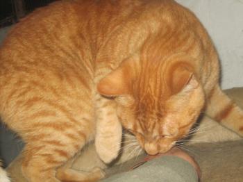 Dipsy Bild von Dipsy