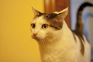 Ricardo Bild von Ricardo