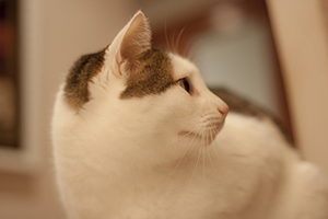 Ricardo Bild von Ricardo