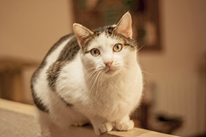 Ricardo Bild von Ricardo