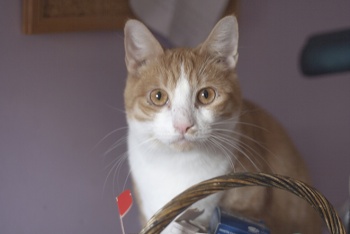 Athos Bild von Athos