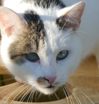 Mausi Bild von Mausi