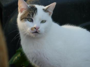 Mausi Bild von Mausi