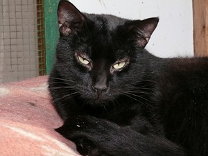 Pelat Bild von Pelat