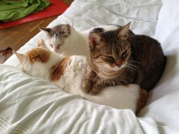 Migoya Bild von Migoya