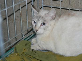 Cyntia Bild von Cyntia
