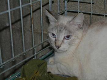 Cyntia Bild von Cyntia