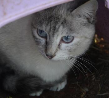 Cyntia Bild von Cyntia