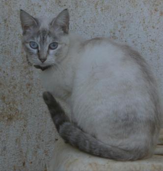 Cyntia Bild von Cyntia