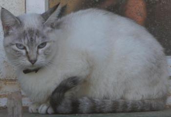 Cyntia Bild von Cyntia