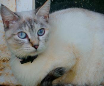 Cyntia Bild von Cyntia