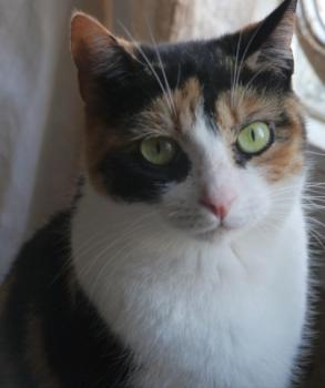 Melissa Bild von Melissa