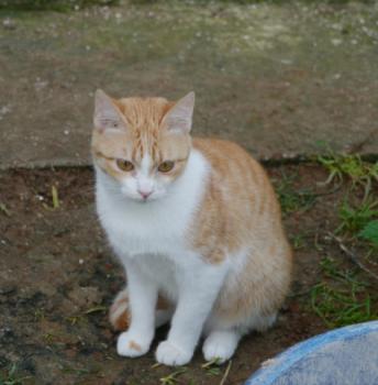 Bambu Bild von Bambu
