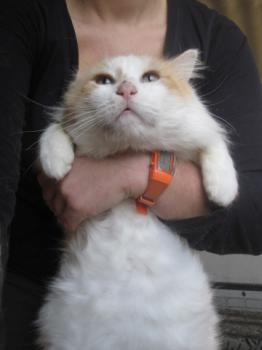 Angelo Bild von Angelo