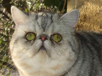 Lenore Bild von Lenore