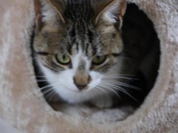 Mijou Bild von Mijou