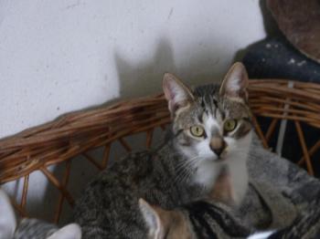 Mijou Bild von Mijou