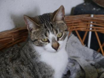 Mijou Bild von Mijou