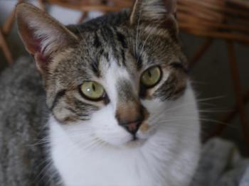 Mijou Bild von Mijou