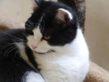 Blacky Bild von Blacky