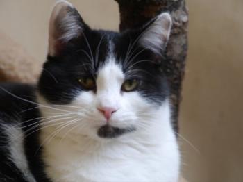 Blacky Bild von Blacky