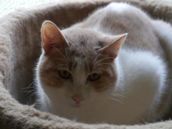 Pascha Bild von Pascha