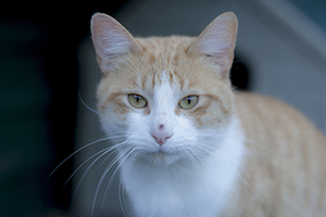 Baco Bild von Baco