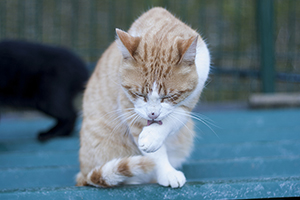 Baco Bild von Baco