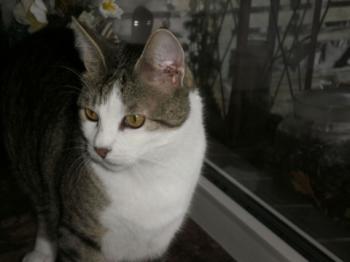 Mahoney Bild von Mahoney