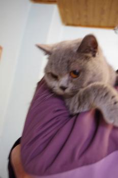 Mia´s Helmi Bild von Mia´s Helmi