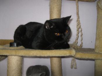 Bild von Chin-Chin