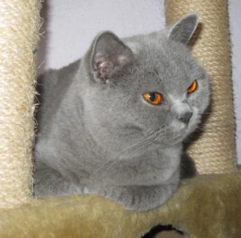 Mia´s Helmi Bild von Mia´s Helmi