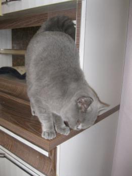 Mia´s Helmi Bild von Mia´s Helmi