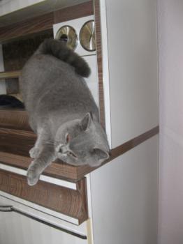 Mia´s Helmi Bild von Mia´s Helmi