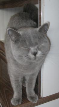 Mia´s Helmi Bild von Mia´s Helmi