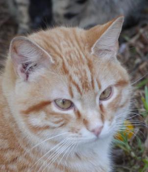 Bild von Candy Boy