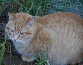 Bild von Candy Boy