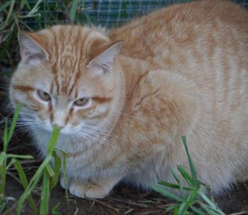 Bild von Candy Boy