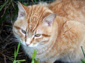 Bild von Candy Boy