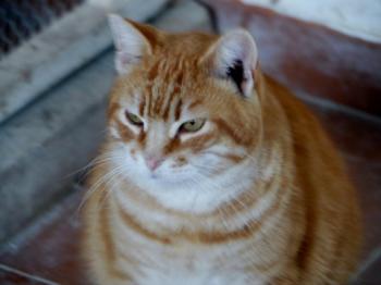 Bild von Candy Boy