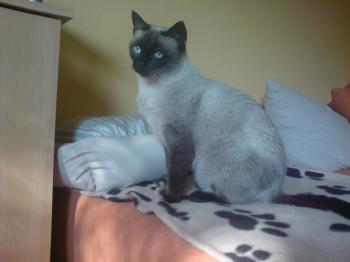 Bailey Bild von Bailey